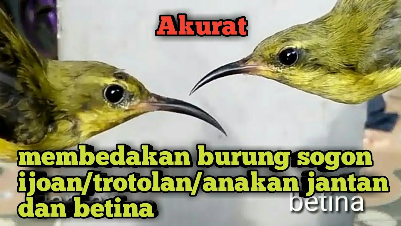 Perbedaan Sogok Ontong Anakan Jantan Dan Betina