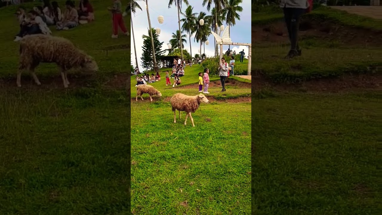 FarmPlate (Daraga ,Albay)