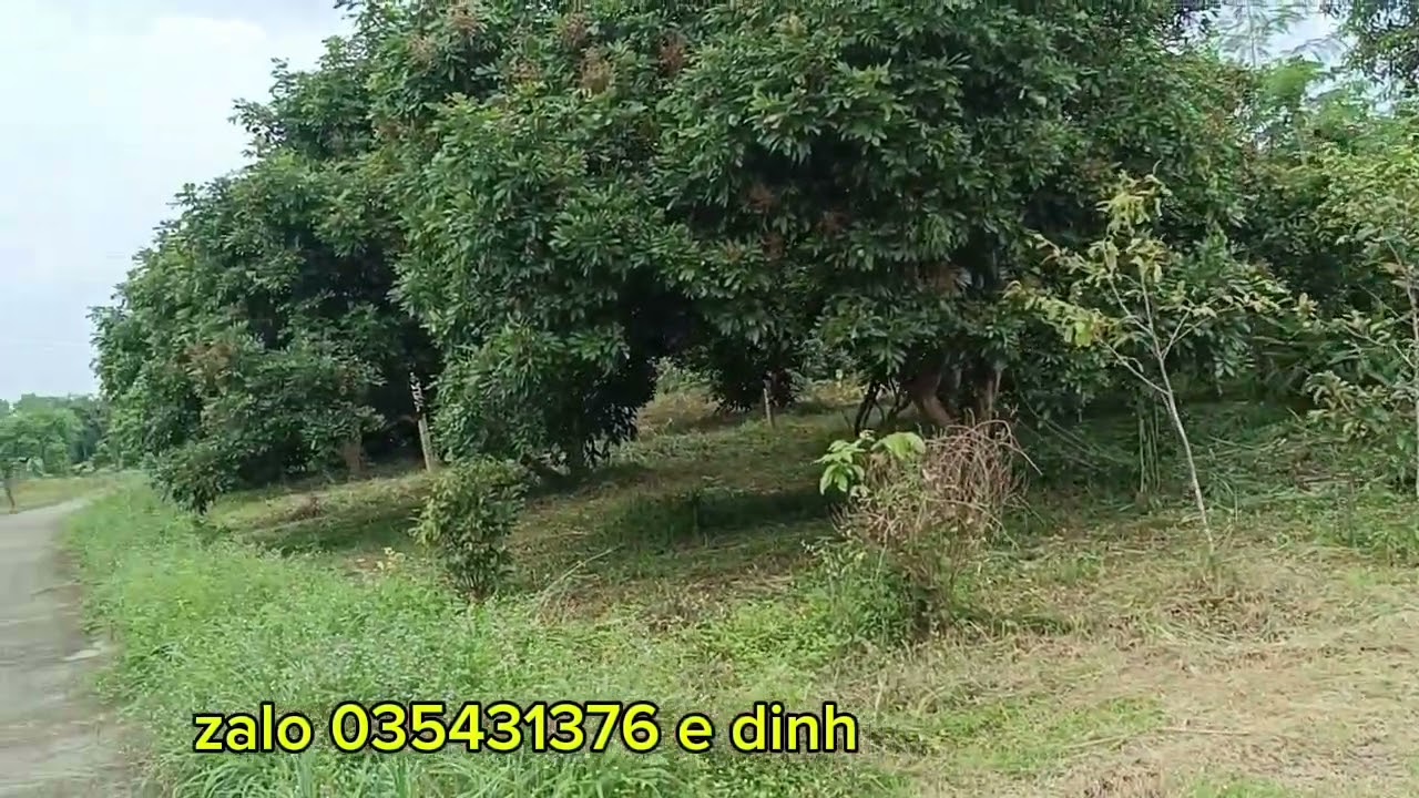 Mảnh vườn cây ăn trái,2 mặt tiền #bds #nhadat 