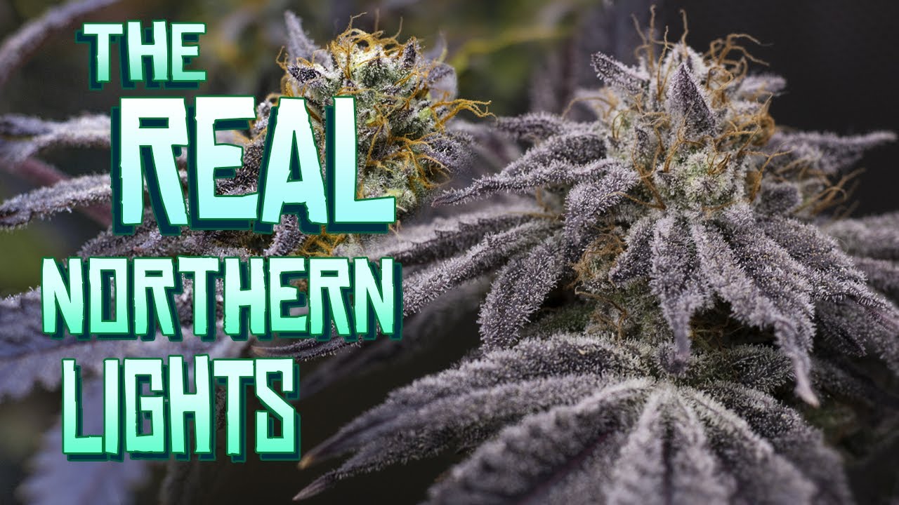 The REAL Northern Lights Grow/Smoke Report - AGSeedCo Seed to Harvest #growyourown #organic