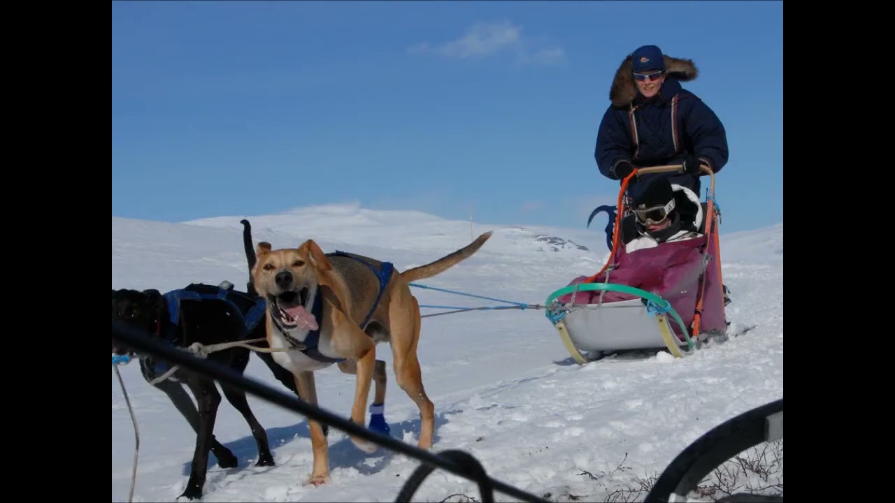 Hundekj&oslash;ring p&aring; Ridderrennet med bla. Roy Storli og Robert S&oslash;rli. Video: Jan Arne Dammen Roy Myrland