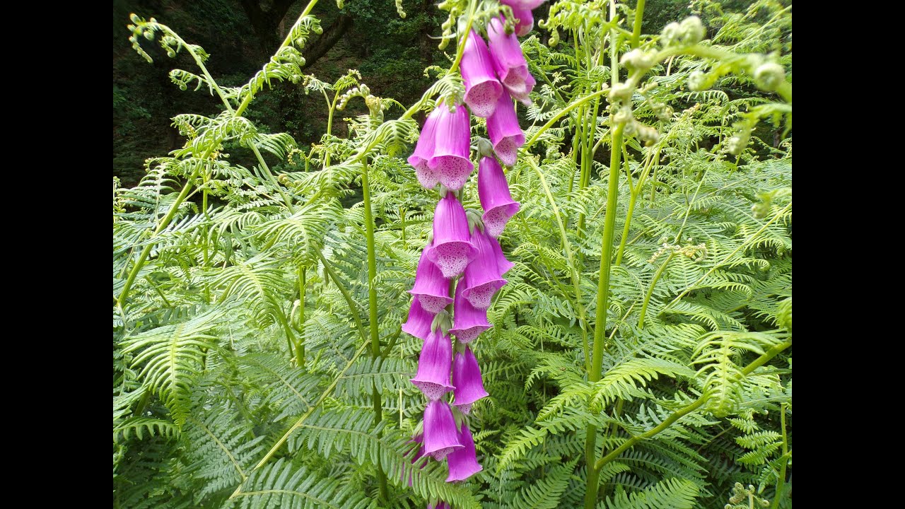 My Beautiful Holford Part I, 'Arrival & a Walk Along Hodders Combe'