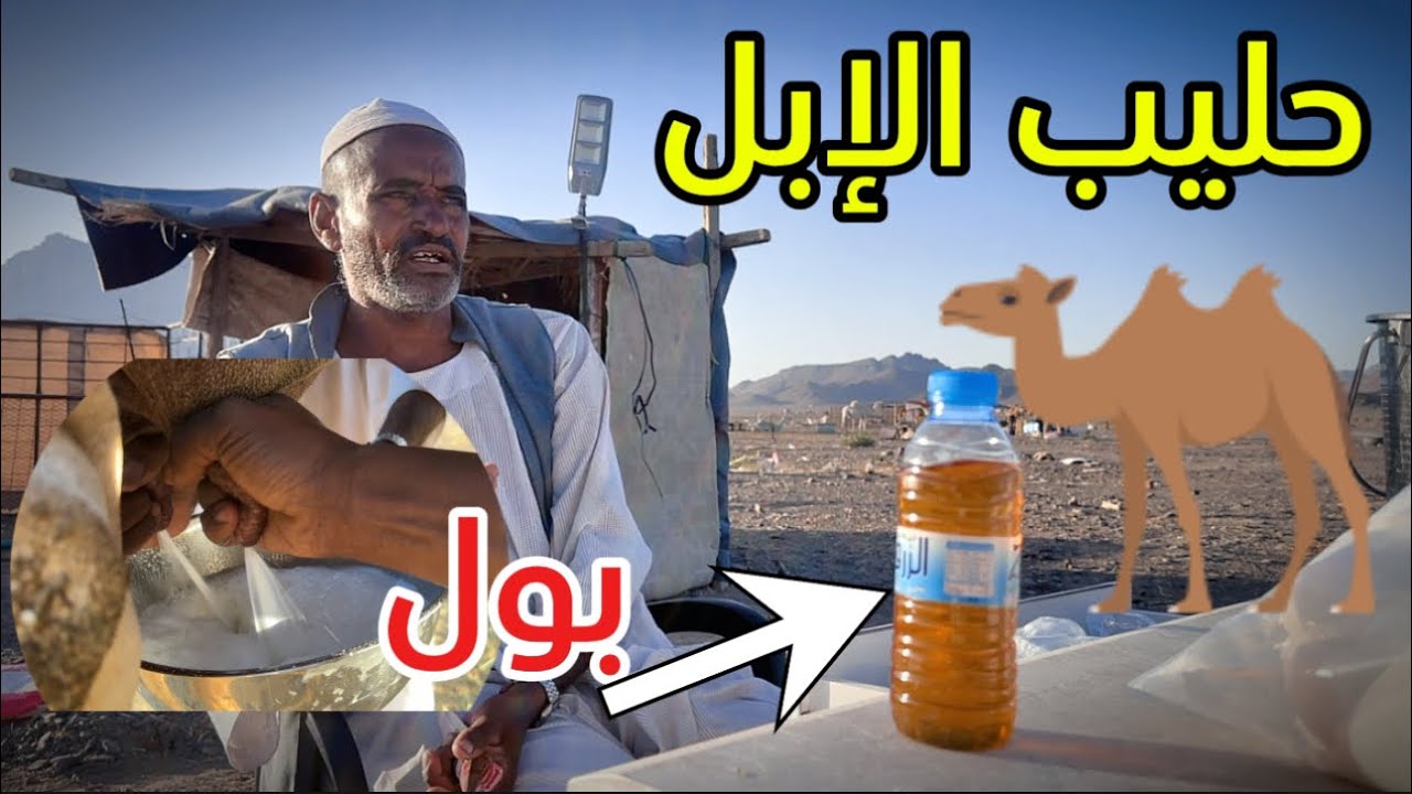 مكان حليب الابل في المدينة 😃 | Camel milk place in Medina #يوسف_يكتشف