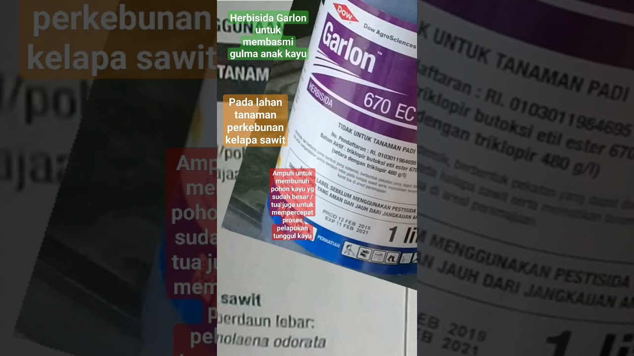 HERBISIDA GARLON UNTUK MEMBASMI GULMA ANAK KAYU# shorts