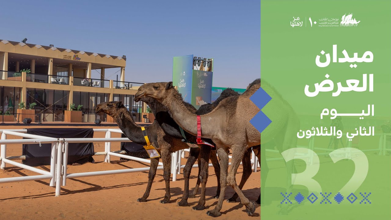 ميدان العرض في اليوم الثاني والثلاثون من #مهرجان_الملك_عبدالعزيز_للإبل10 🐪