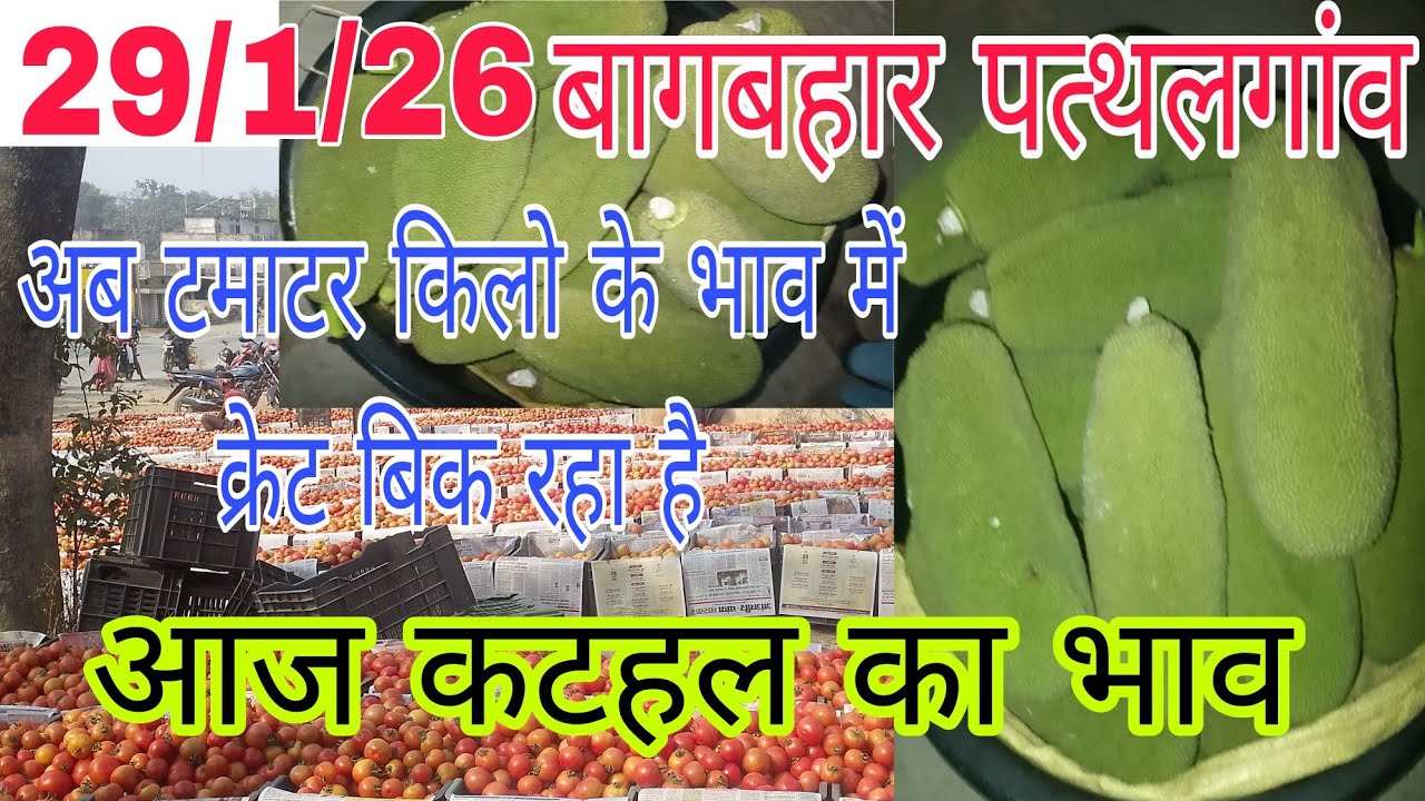 आज का टमाटर और कटहल भाव #ab tamatar pani ka ret me bik Raha hai #Rajeshbhatt vlogs 