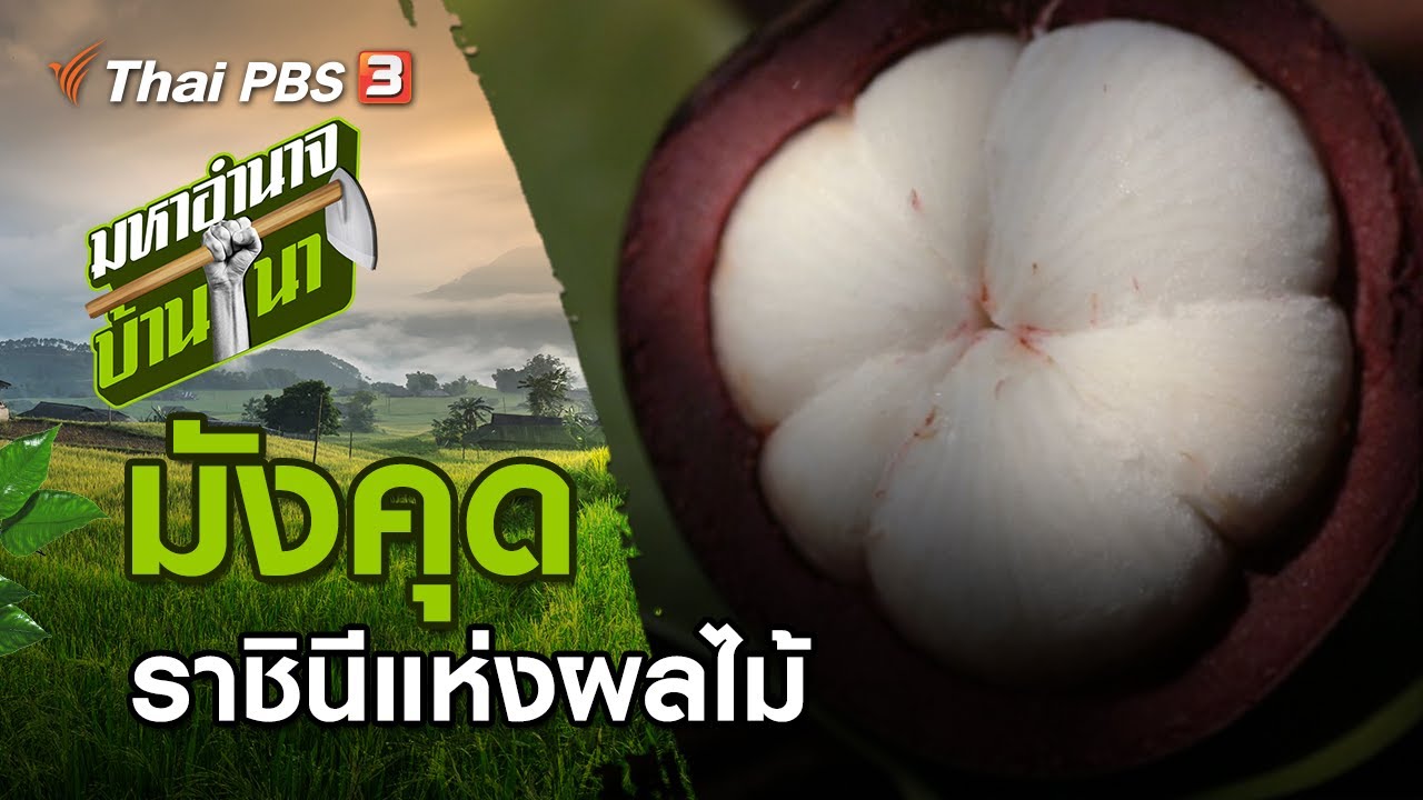มังคุด ราชินีแห่งผลไม้ : มหาอำนาจบ้านนา (5 ก.ค. 63)