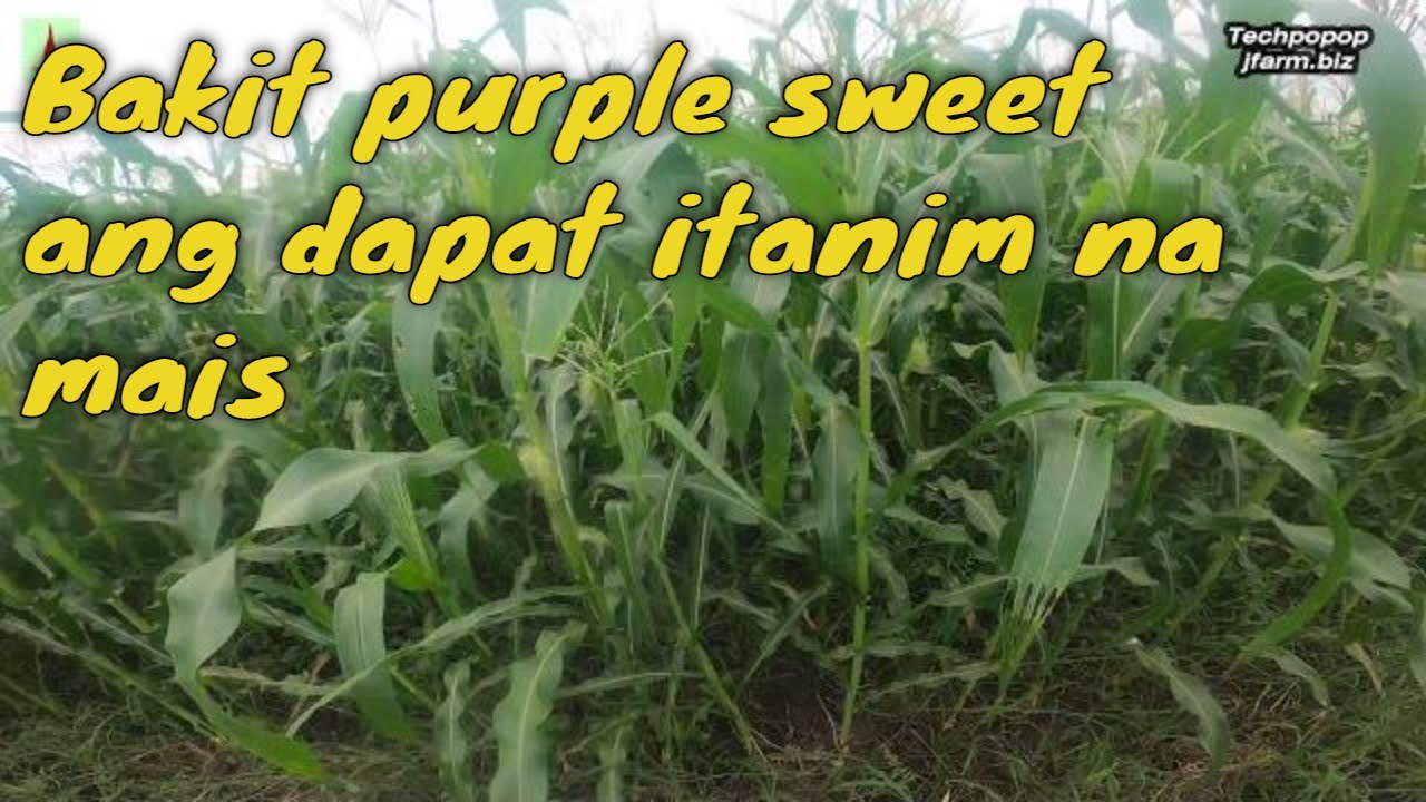 WHY PURPLE SWEET CORN SHOULD BE PLANTED AND PRODUCE INSTEAD OF OTHER VARIETIES OF CORN