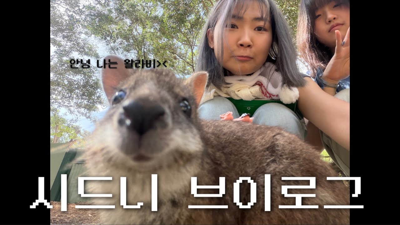 [Vlog] 한여름의 크리스마스🎄 | 시드니 브이로그 | 패더데일 동물원 오픈런 | 본다이비치 | 시드니 크리스마스 | 코알라 | 캥거루 | 왈라비💗