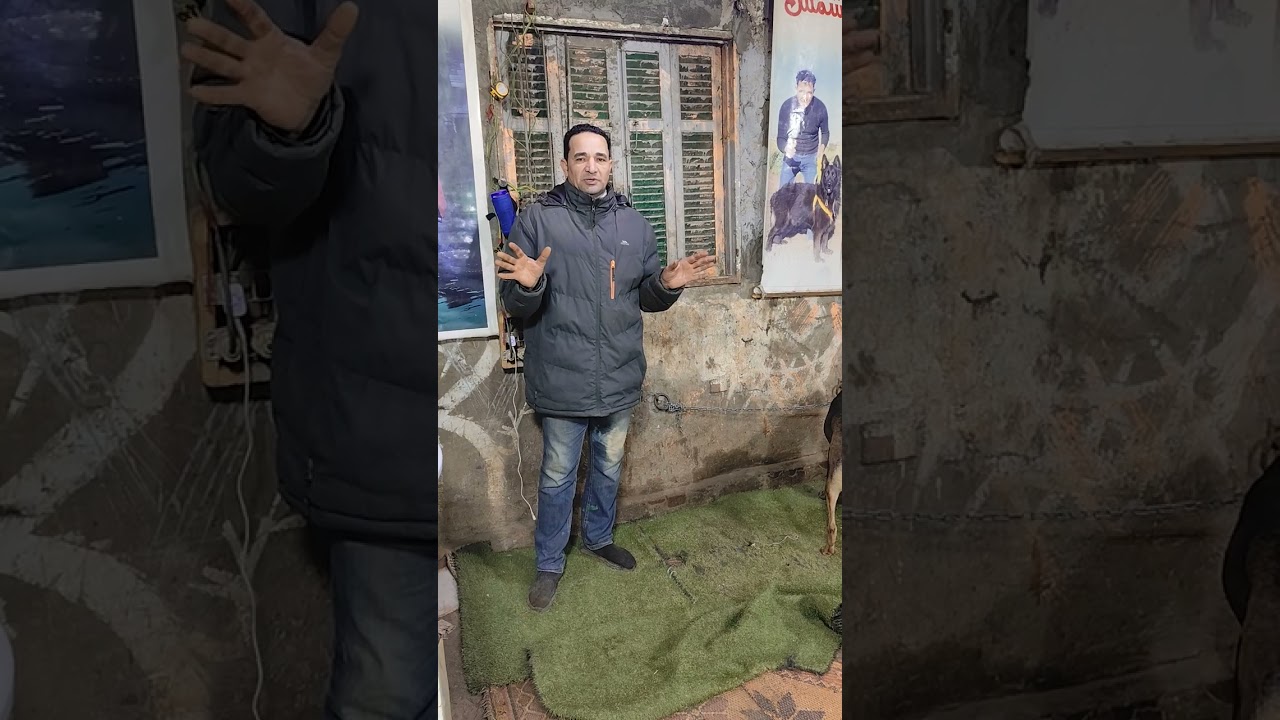 اشرس نتايه ازاز من داخل اكاديميه الكابتن شمس لتدريب وتأهيل الكلاب للأمن والحراسة المتقدمة