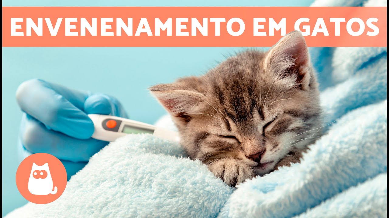 SINTOMAS de um GATO INTOXICADO 🐱⚠️ (5 intoxicações mais comuns)