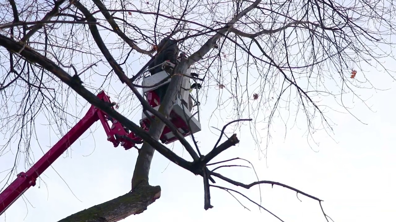 UK MEWPS Ltd: MEWP Operators working in a Hired-in Cherry Picker (Boom Lift)
