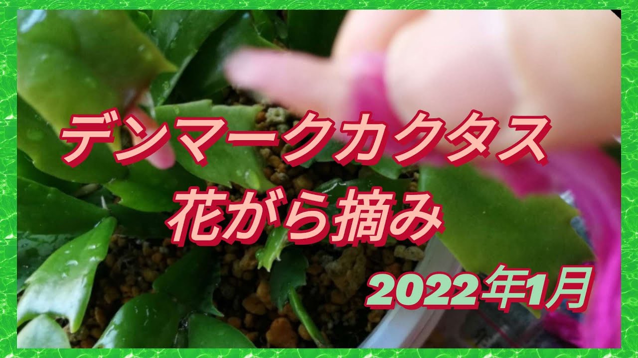 ⑬デンマークカクタス・花がら摘み