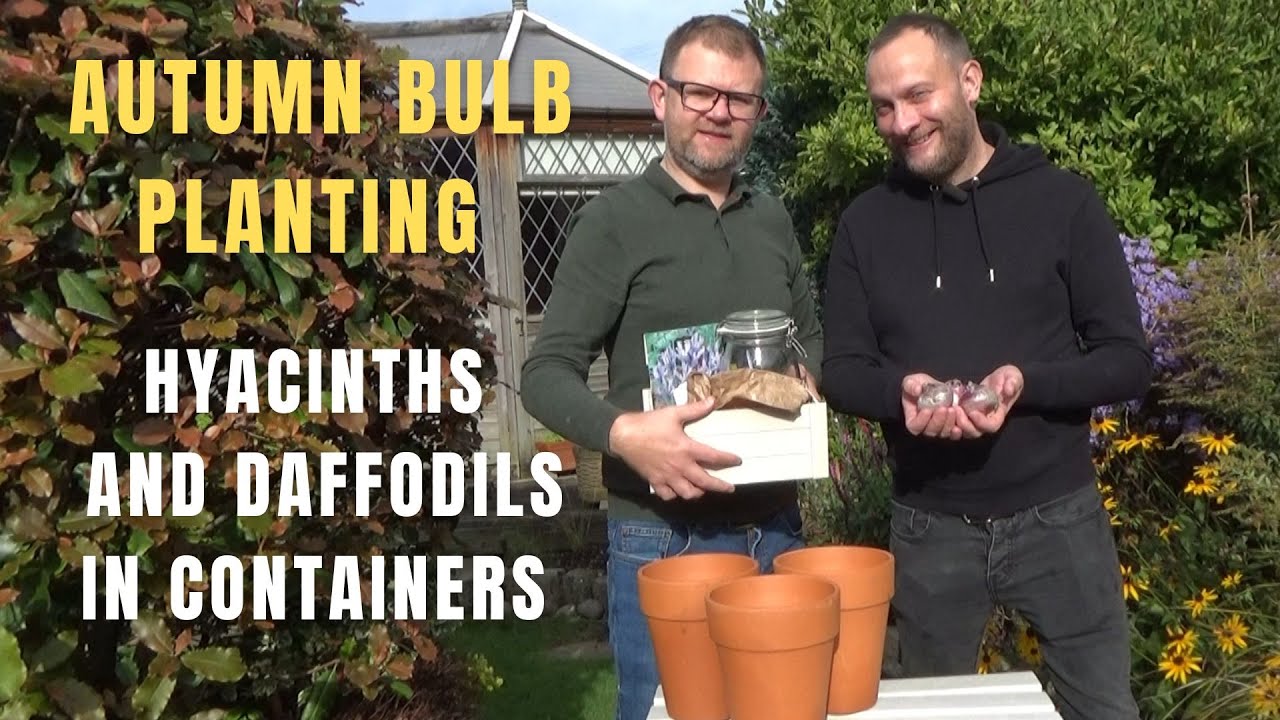 Planting Hyacinths and Daffodils in Pots | Autumn Bulb Planting | How to Grow Spring Bulbs in Pots