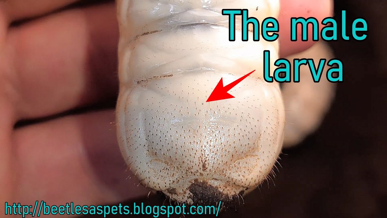 How to tell the difference between male and female flower beetle larvae.