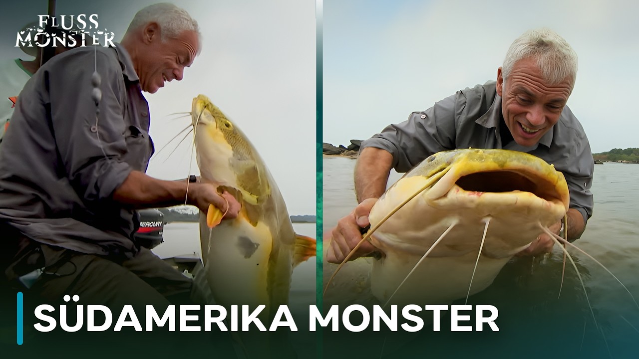 Der riesige Rotflossen-Antennenwels | Fluss Monster