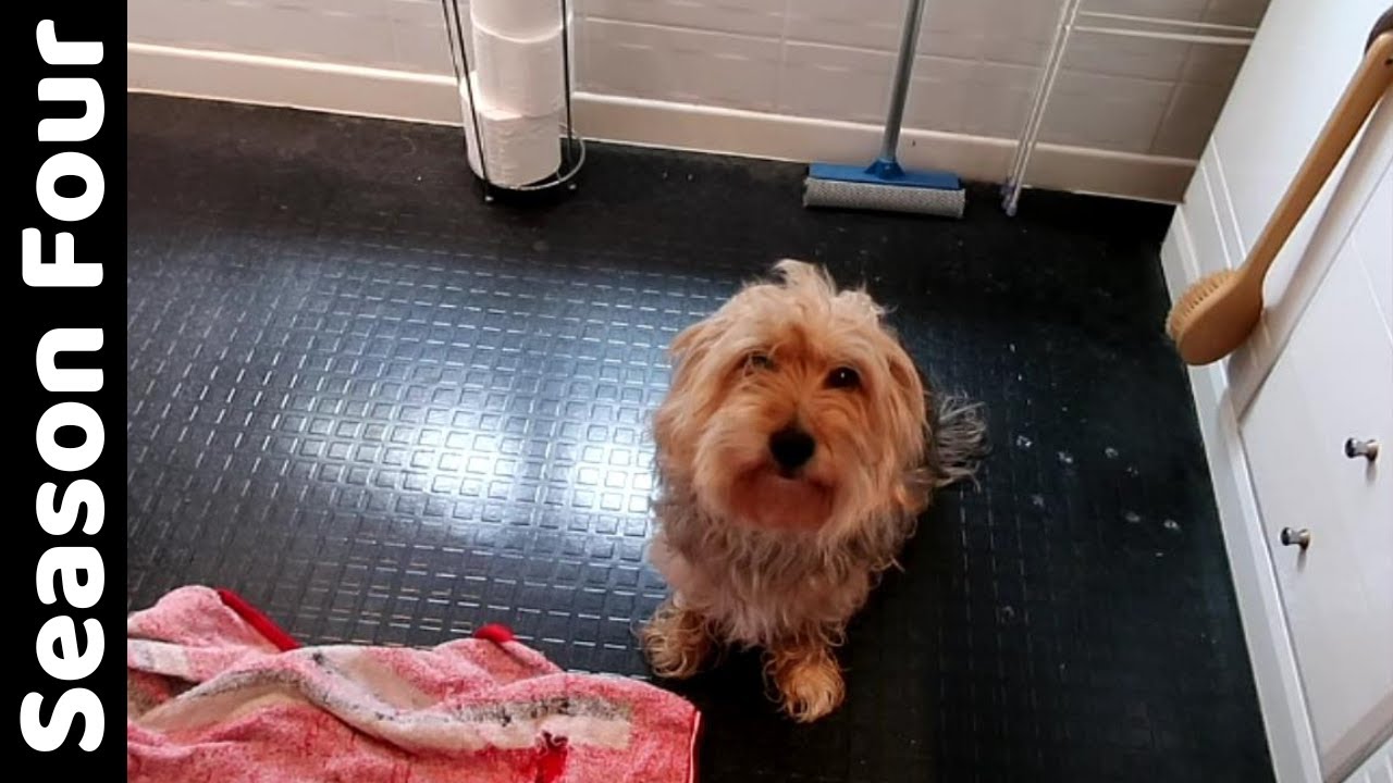Bath day for MollyDog! Vlog