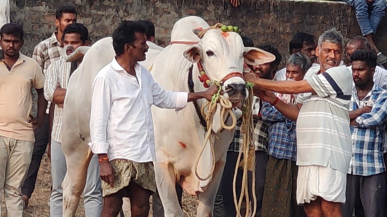 బనిగండ్లపాడు న్యూ కేటగిరి 2 వ  జత PSR BULLS ఈశ్వర్ ప్రణయ్ యాదవ్ గారు రెంటచింతల పల్నాడు జిల్లా
