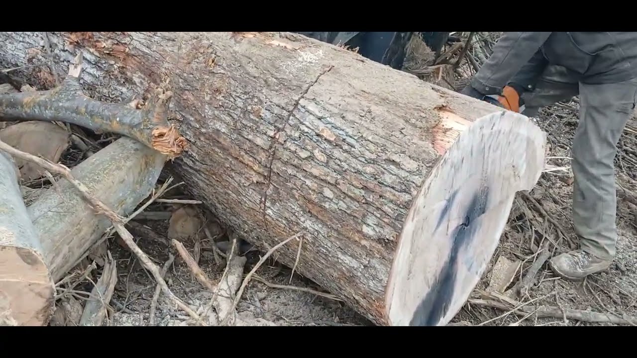 Cutting White Oak Timber