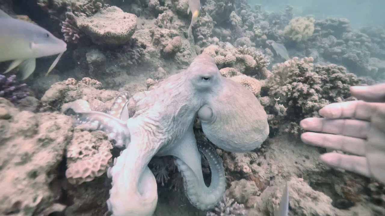 Friendly Octopus in Dahab