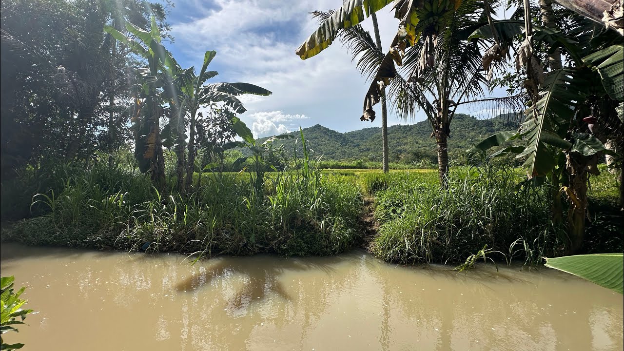 Tanah nempel sungai pemandangan sawah dan gunung
