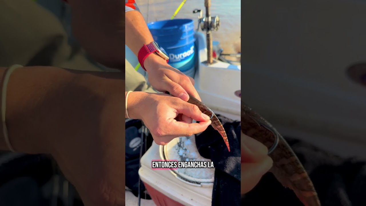 C&oacute;mo encarnar una morena #pesca #pescaargentina #fishing #carpfishing