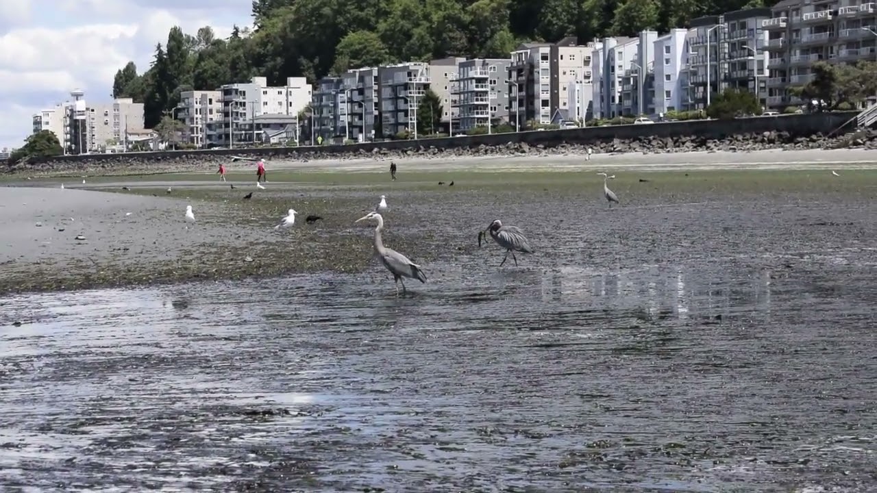 Great Blue Herons feasting on fish trapped in tide pools during super low tide at Alki Beach