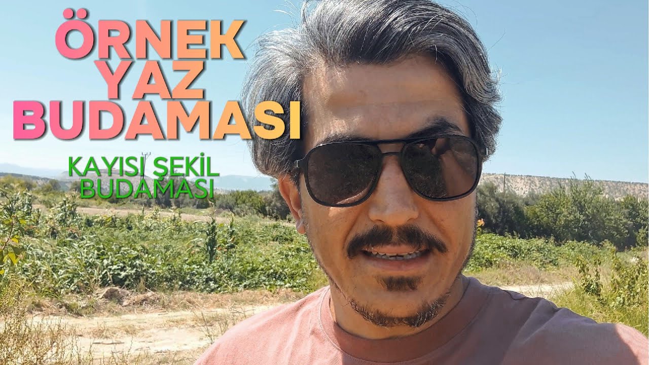 KAYISI yaz budaması ve şekil budaması nasıl yapılır?