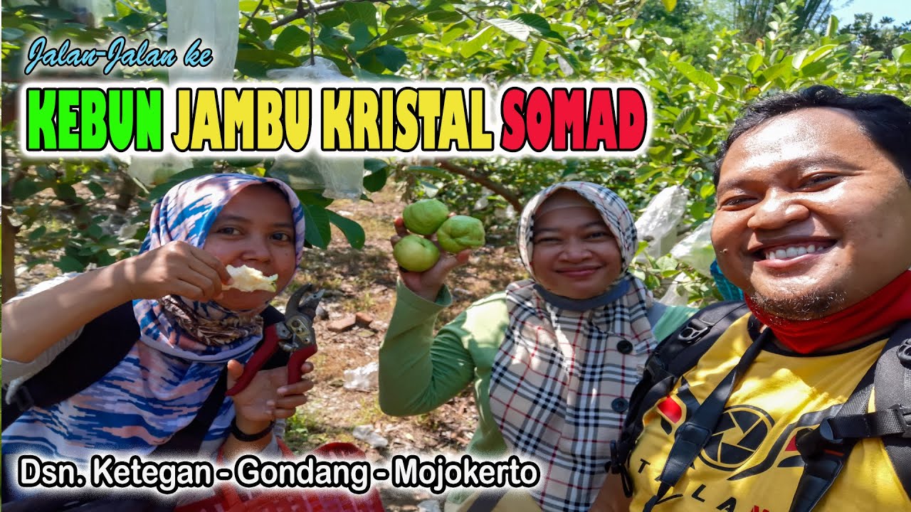 Jalan-Jalan ke Kebun Jambu Kristal Somad I Dusun Ketegan-Gondang-Mojokerto I New Normal