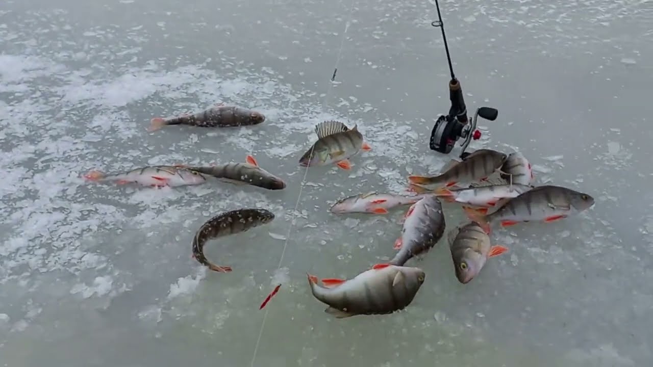 A Day with Kick-sled on The Ice of Peipsi (Peipus) Lake: In Search of Perch