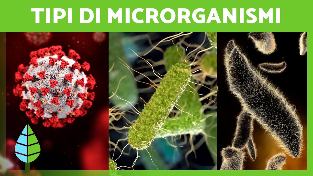 Cosa sono i MICRORGANISMI? 🦠 (Batteri, Virus, Funghi e Parassiti)