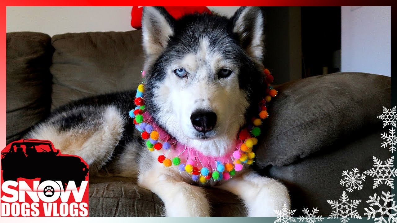 OAKLEY THE BIRTHDAY GIRL