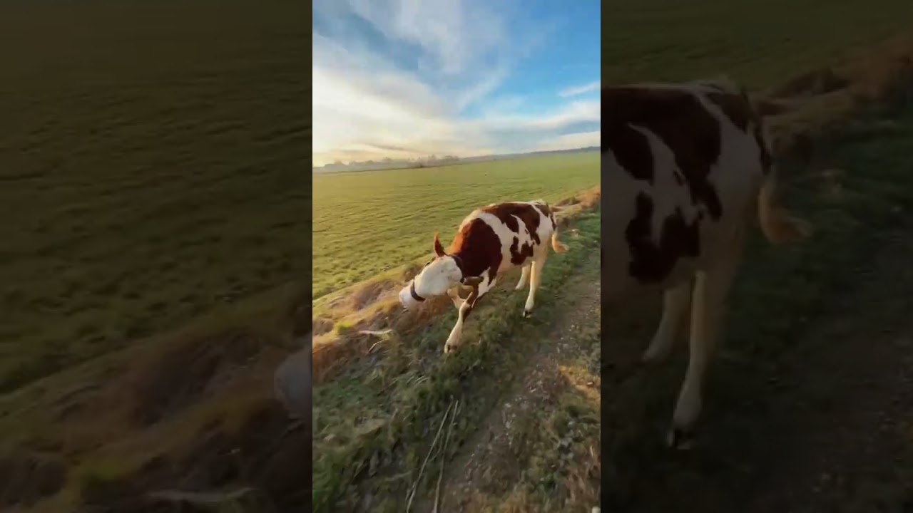 I have so many questions... #shorts #milkshake #riding #cows