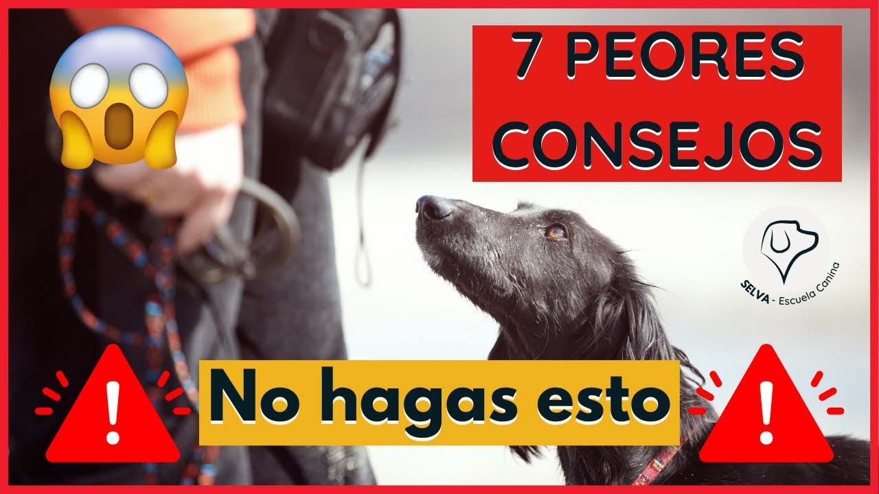 Los 7 CONSEJOS de Adiestramiento Canino Más Locos