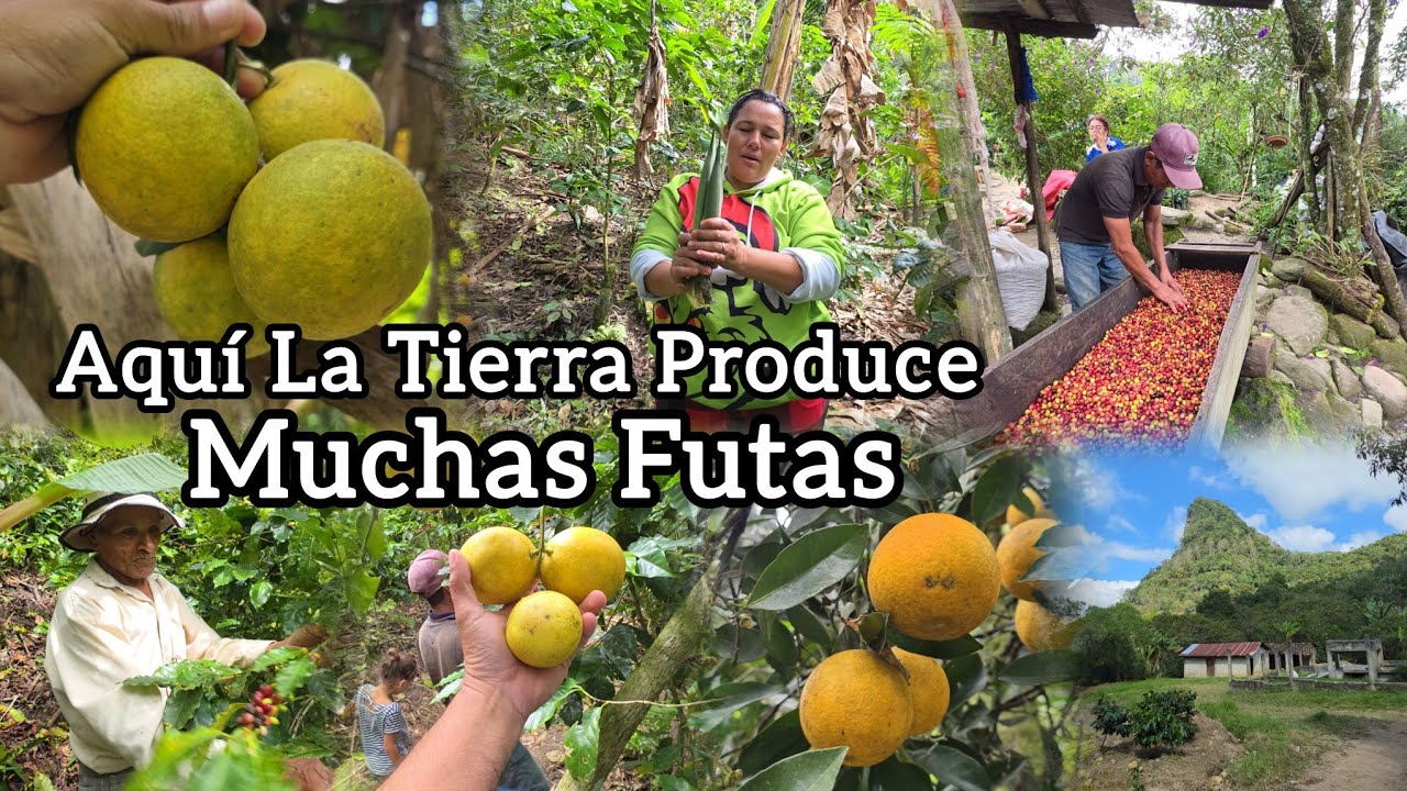 Paraíso Dónde Quisiera Vivir, Aquí Hay Frutas Gratis En Las Montañas de Honduras. 