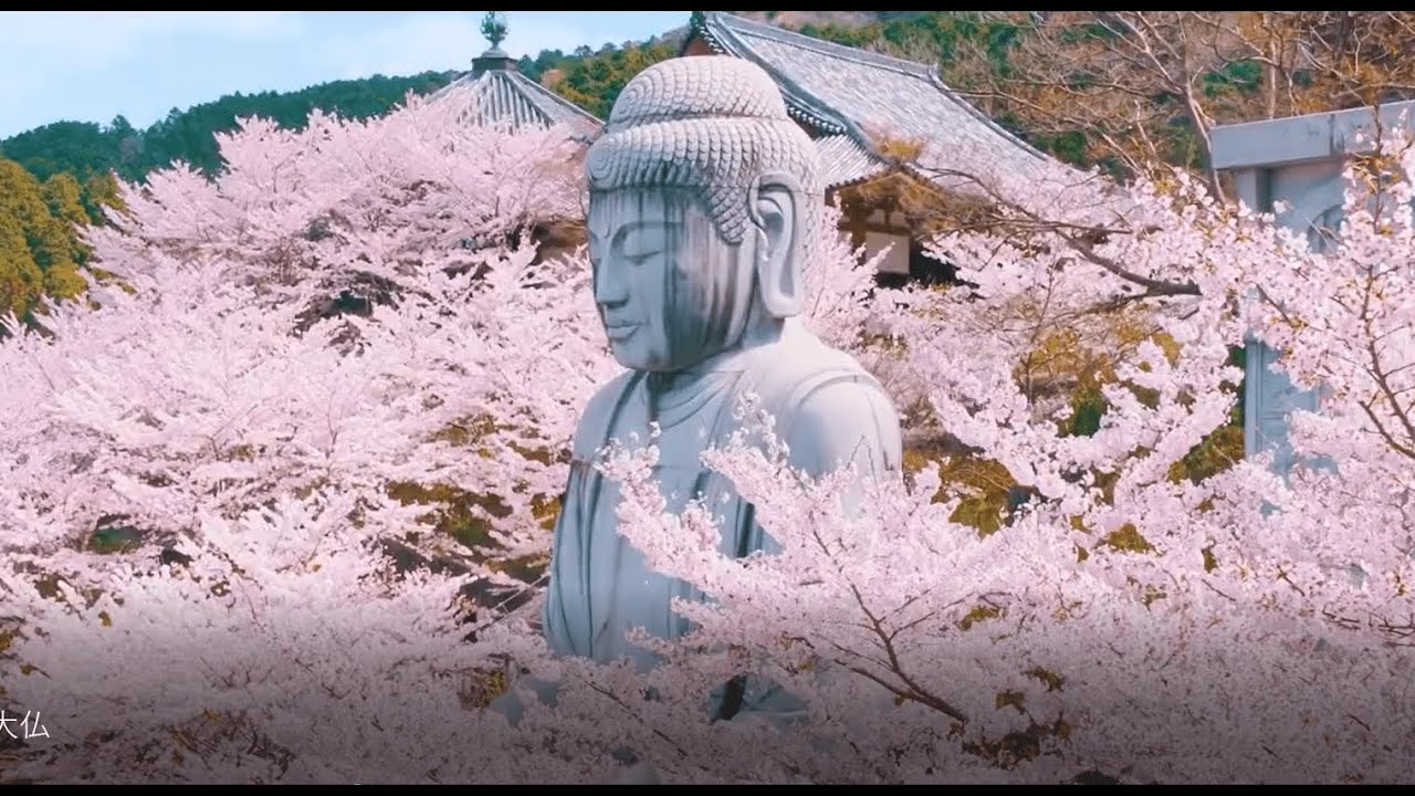Tsubosaka Dera Temple Sakura Cherry Blossom in Nara, Japan / 壷阪寺2020桜大仏