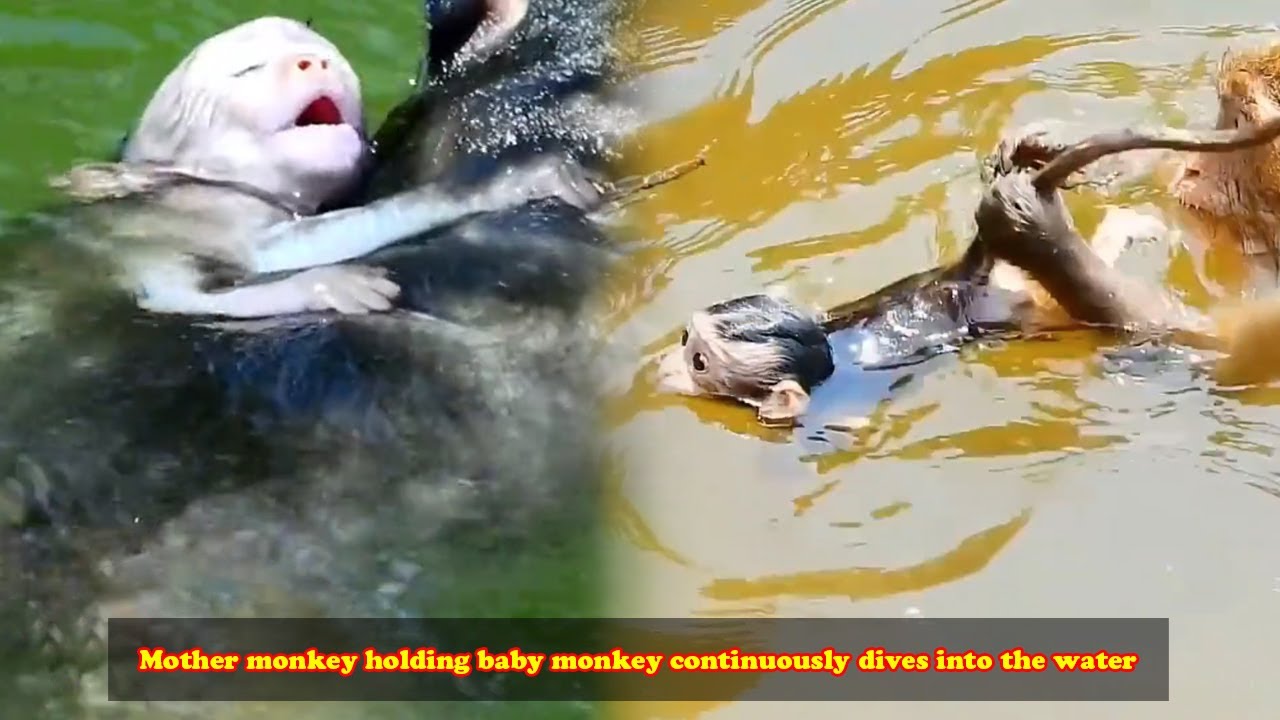 Mother monkey holding baby monkey continuously dives into the water but baby monkey almost drowns