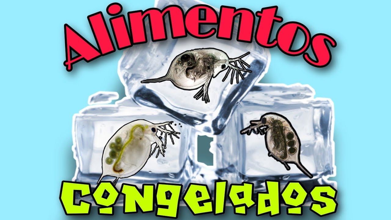 Alimento congelado para peces