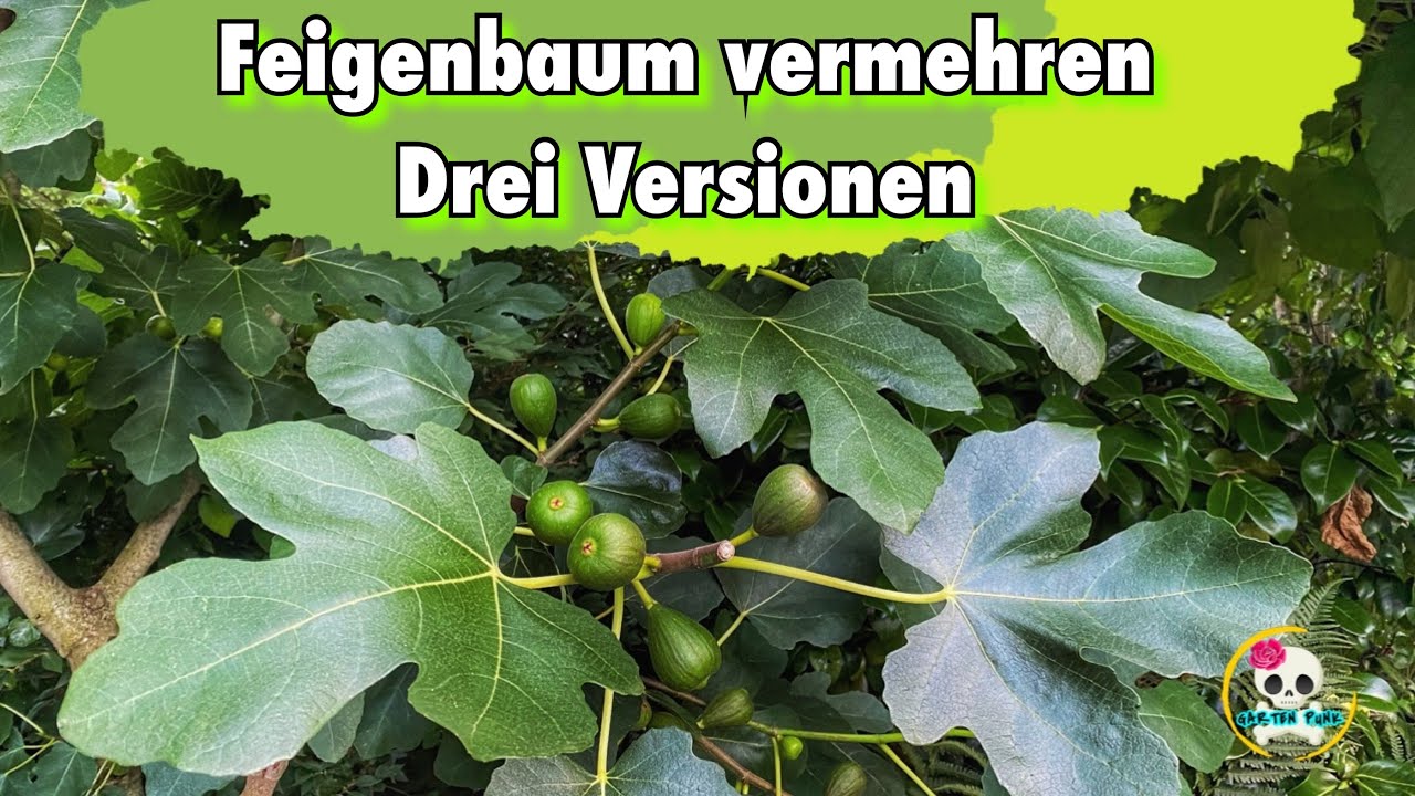 Feigenbaum vermehren ( drei Versionen zum vermehren )
