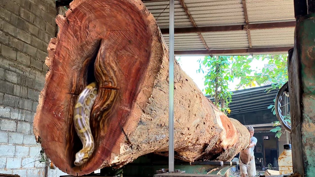 Too big and brutal!! Massive attack during the world's largest sawmill is full of horror.