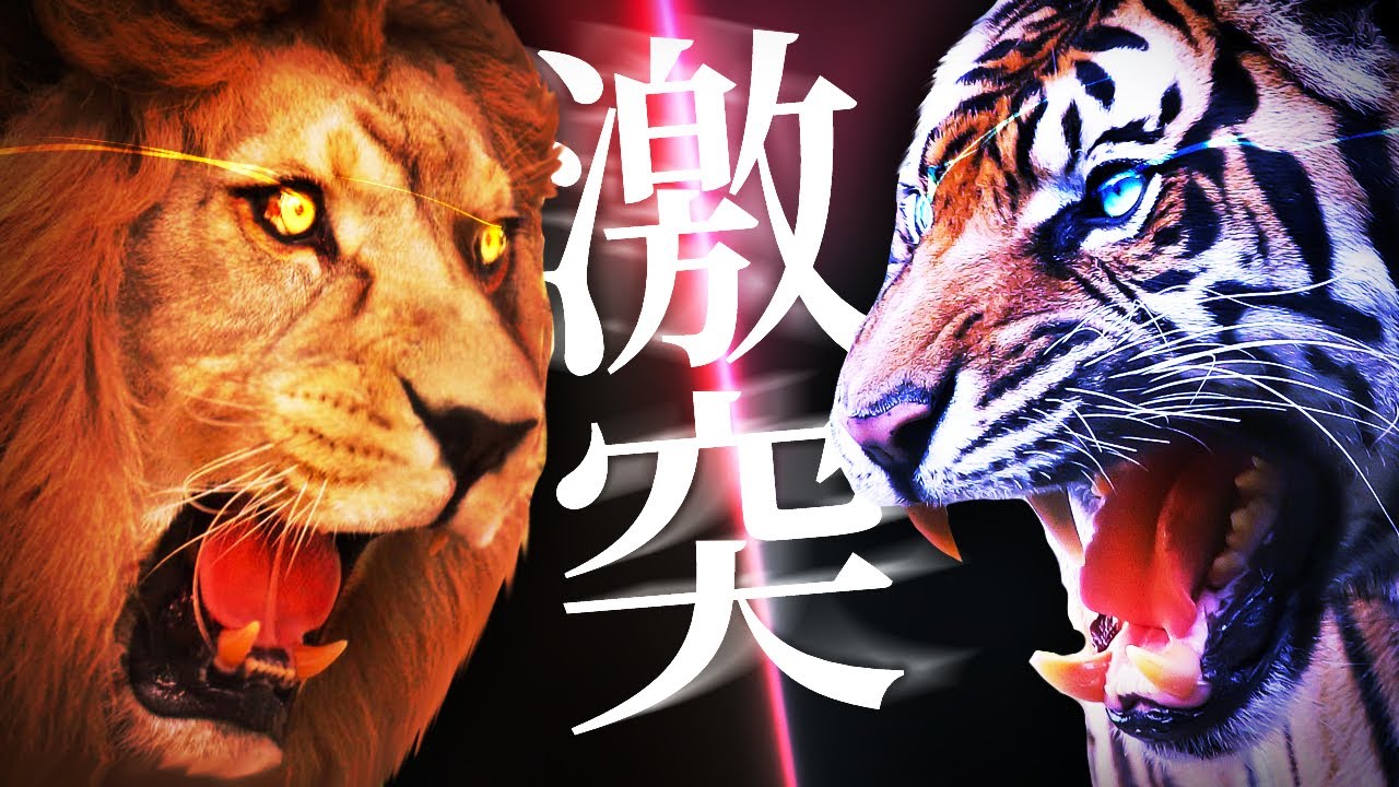 【最強】バーバリライオンvsアムールトラ｜真の百獣の王、ついに決定！