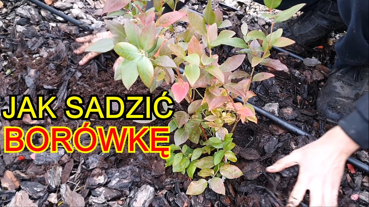 Jak i kiedy sadzić Borówkę amerykańską na działce | Uprawa Borówki amerykańskiej w Ogrodzie