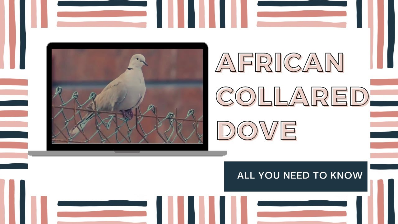 African collared dove facts