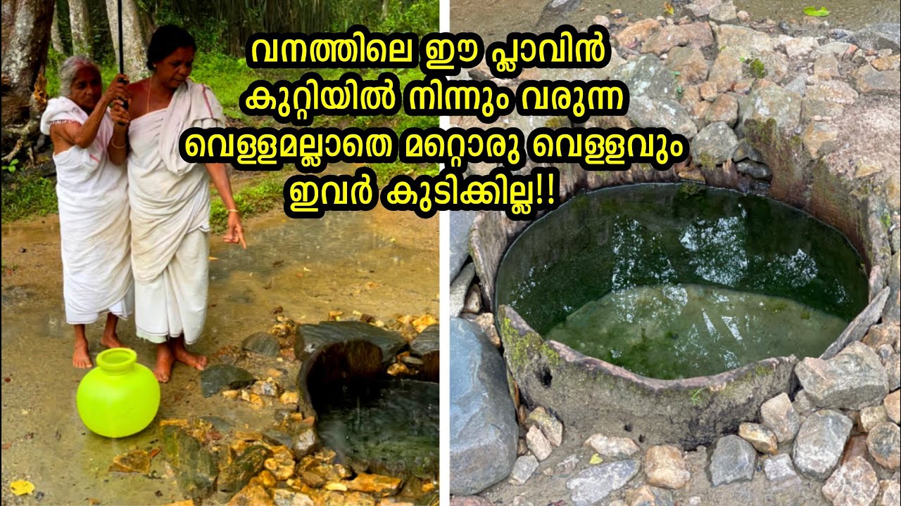 ഈ ഗ്രാമം മുഴുവൻ വനത്തിലെ പ്ലാവിൻ കുറ്റിയിൽ നിന്നും വരുന്ന വെള്ളമല്ലാതെ മറ്റൊരു വെള്ളവും കുടിക്കില്ല