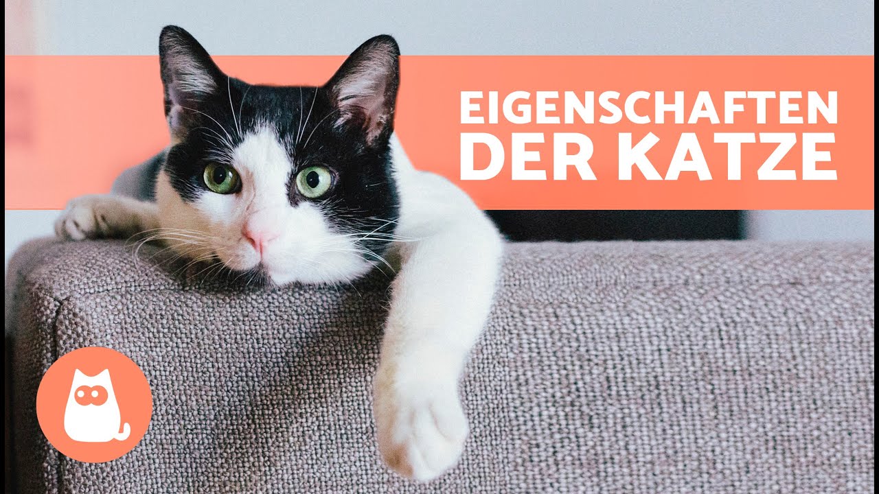7 MERKMALE von KATZEN 🐱 (Herkunft, K&ouml;rpermerkmale, Pers&ouml;nlichkeit und Rassen)