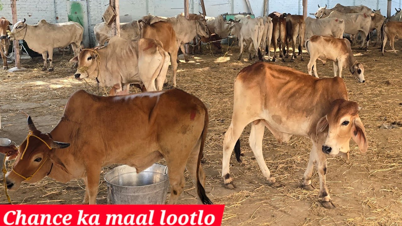 Sabse Saste bade janwar available in Quadri Chaman Hyderabad | desi bull's ki sasti Patti in Hyd