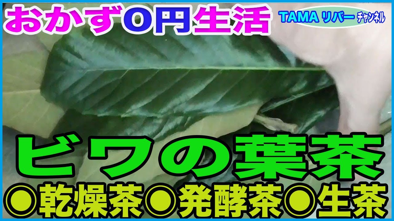 【おかず０円生活】夏はビワの葉茶を飲もう♪ *乾燥茶*発酵茶＊生茶