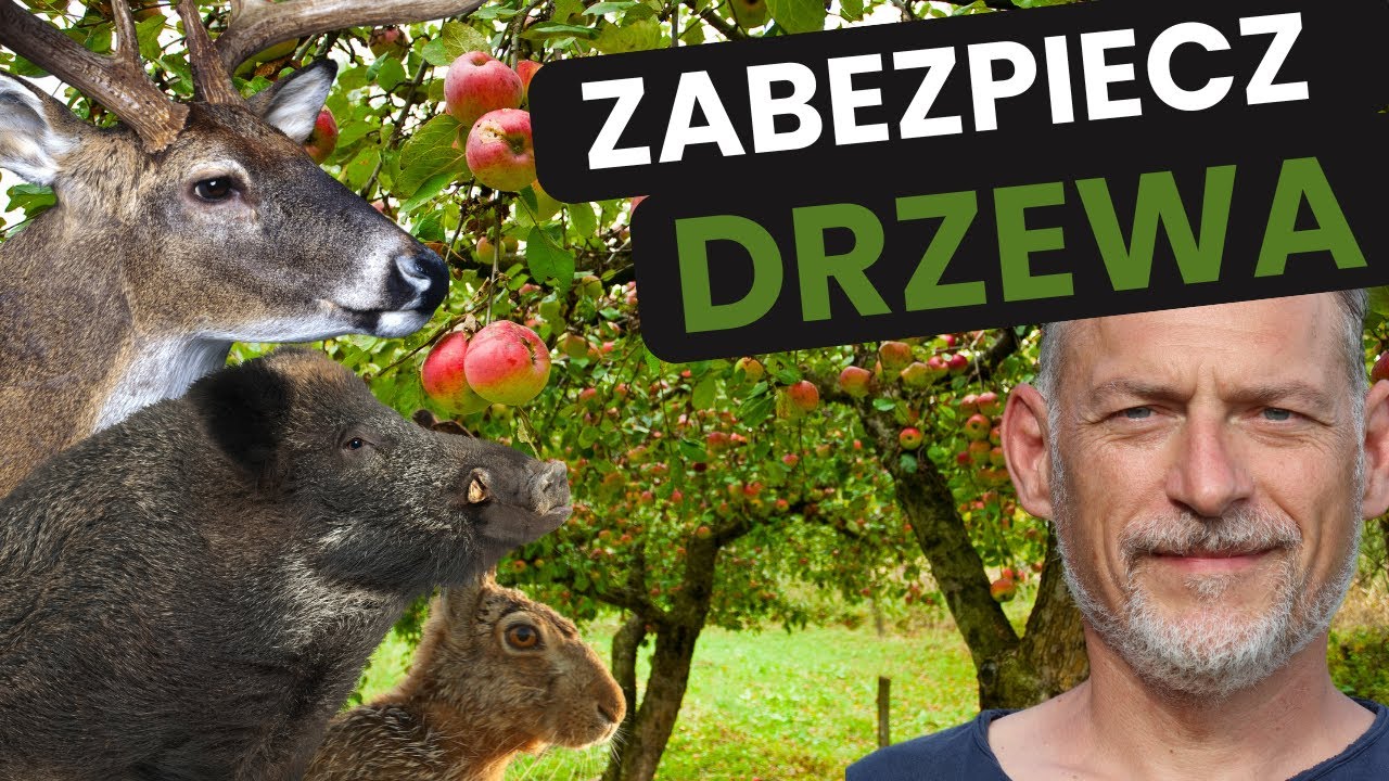 🛡🌳 CHROŃ Drzewa Owocowe przed ZWIERZYNĄ (SPRWAWDZONE metody)
