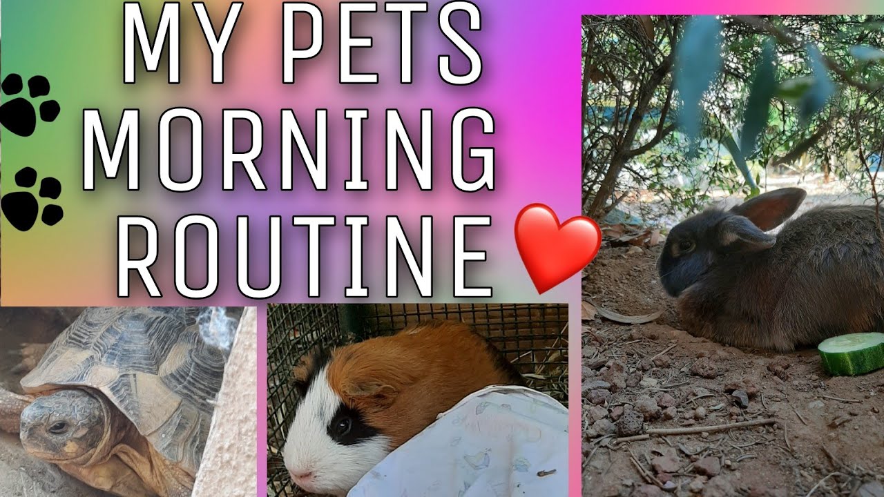 ☀️MY PET MORNING ROUTINE 2021| SUMMER EDITION| Vale🐾