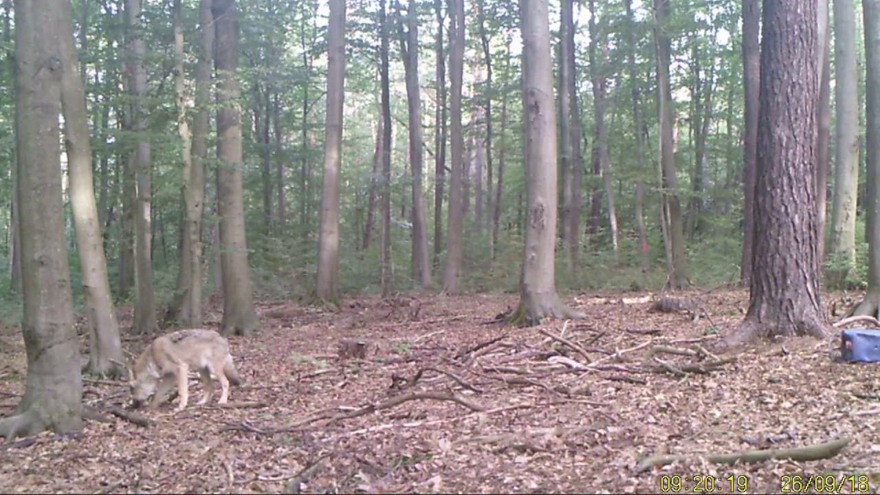 Wölfe in Sachsen-Anhalt während der Jagd beobachtet